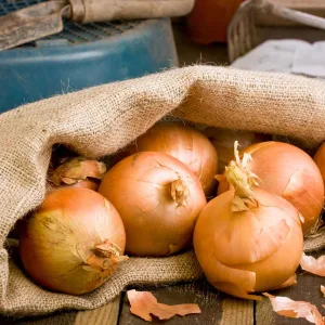 Brown onion