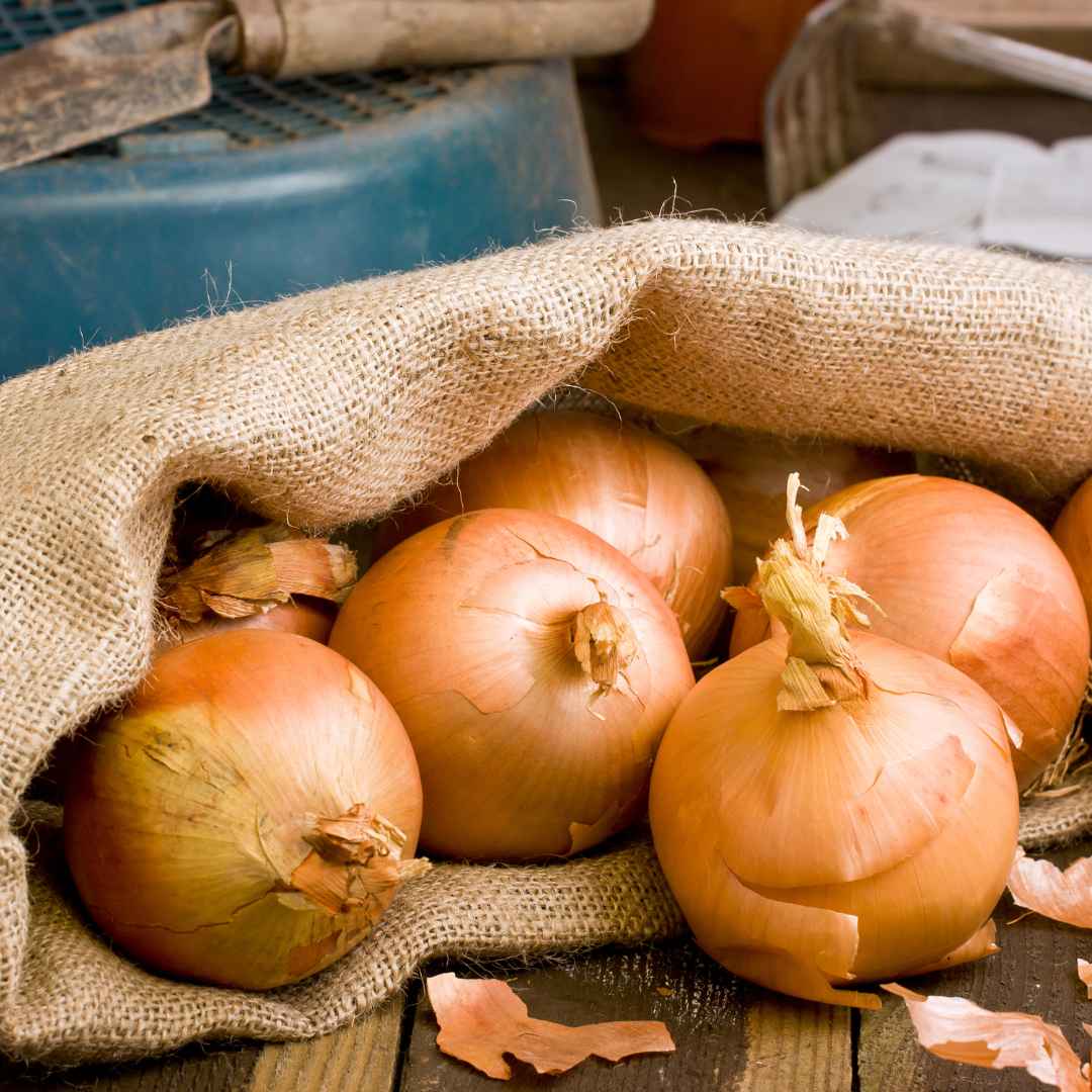 Brown onion