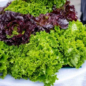 Fresh Vegetables Fancy Lettuce