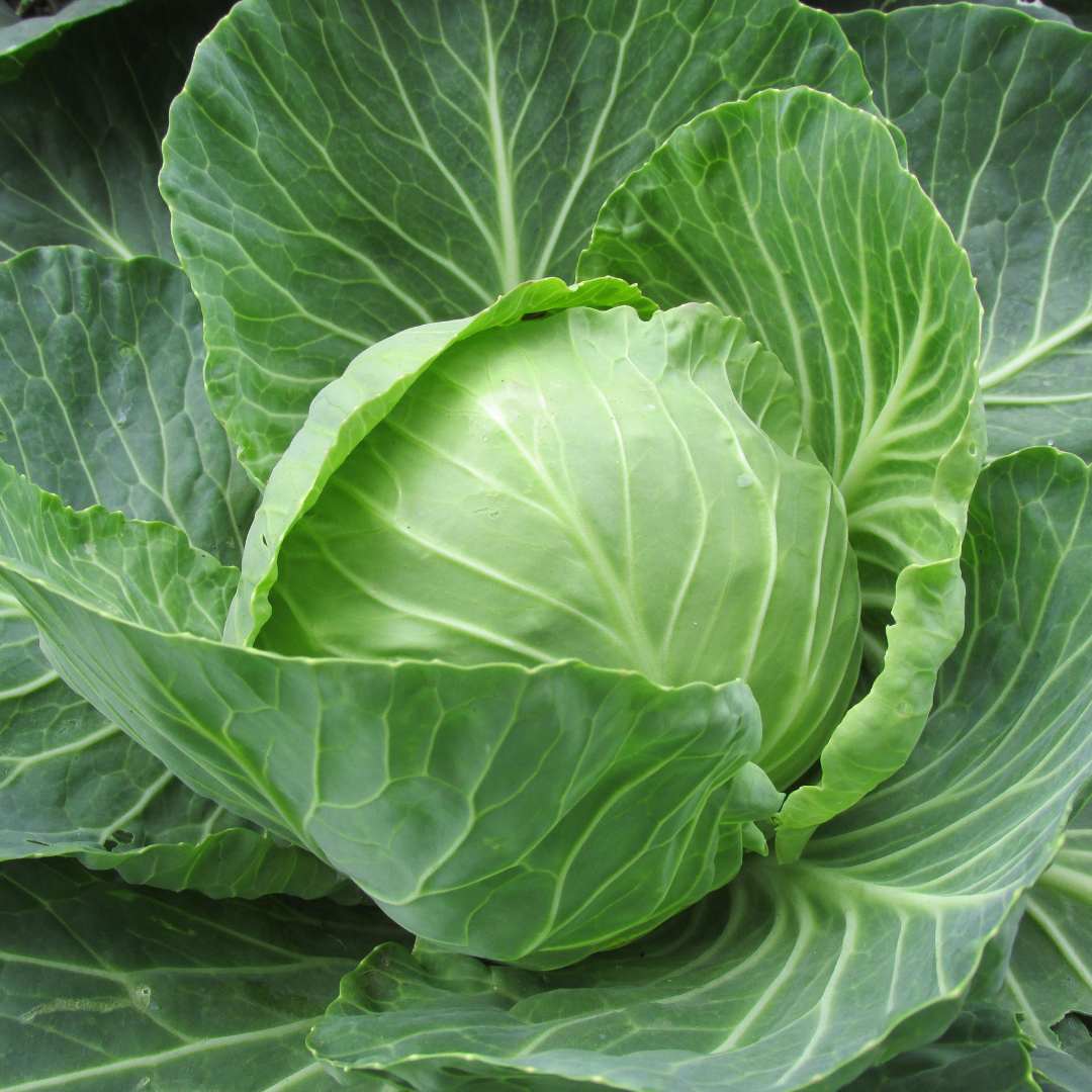 White Cabbage